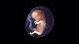 9 10 week human embryo 2048x1152